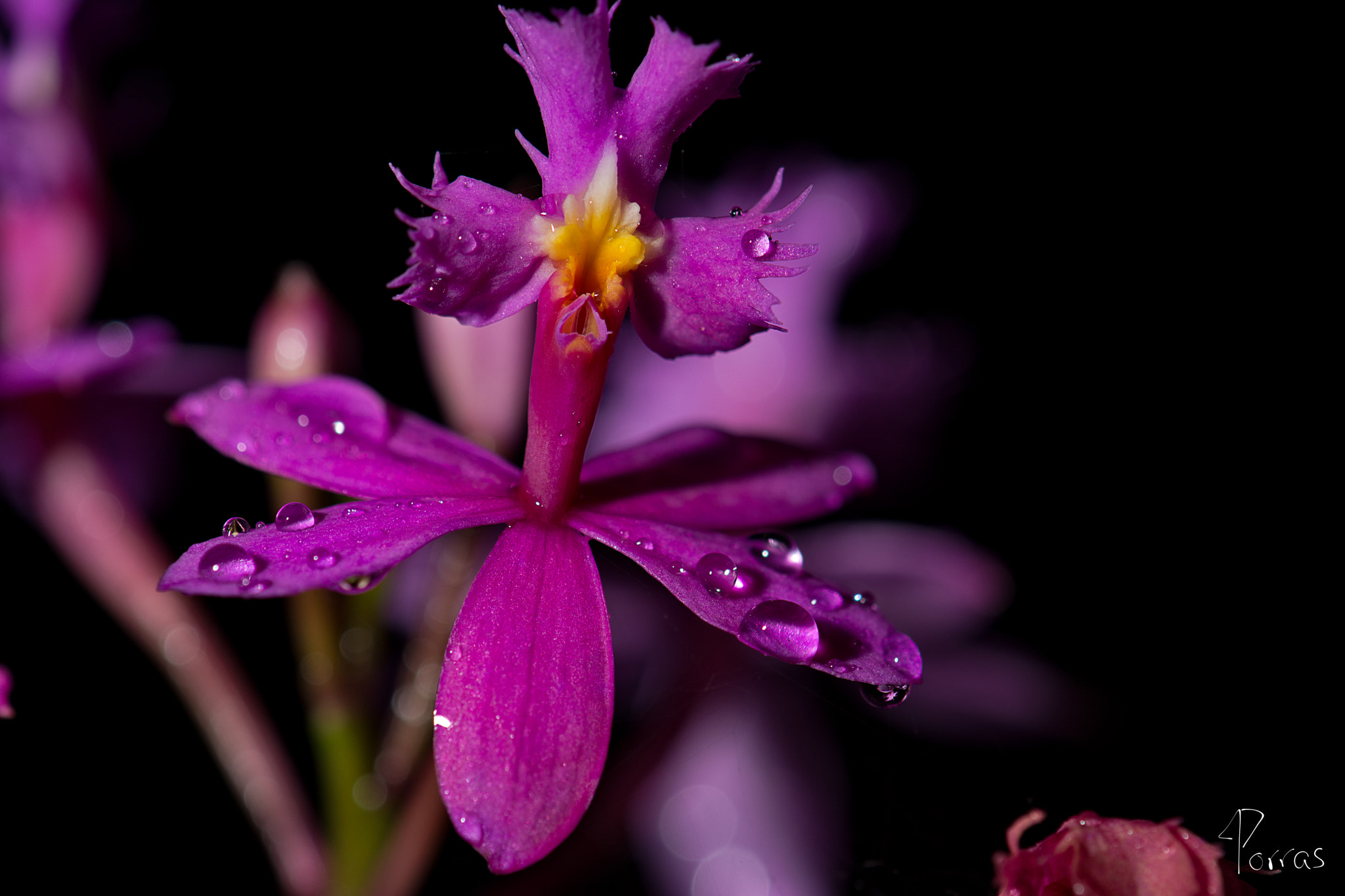 Nikon AF-S DX Micro-Nikkor 85mm F3.5G ED VR sample photo. Purple flower with water drops photography