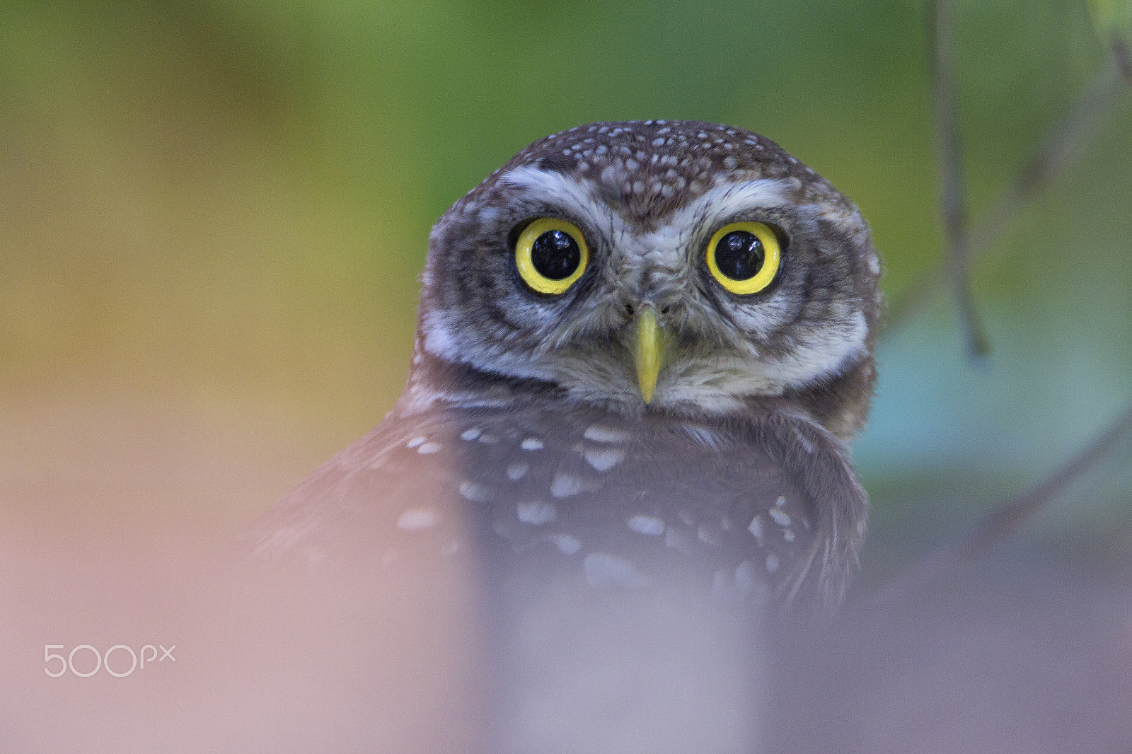 Canon EOS 600D (Rebel EOS T3i / EOS Kiss X5) + Tamron SP 150-600mm F5-6.3 Di VC USD sample photo. Spotted owl photography