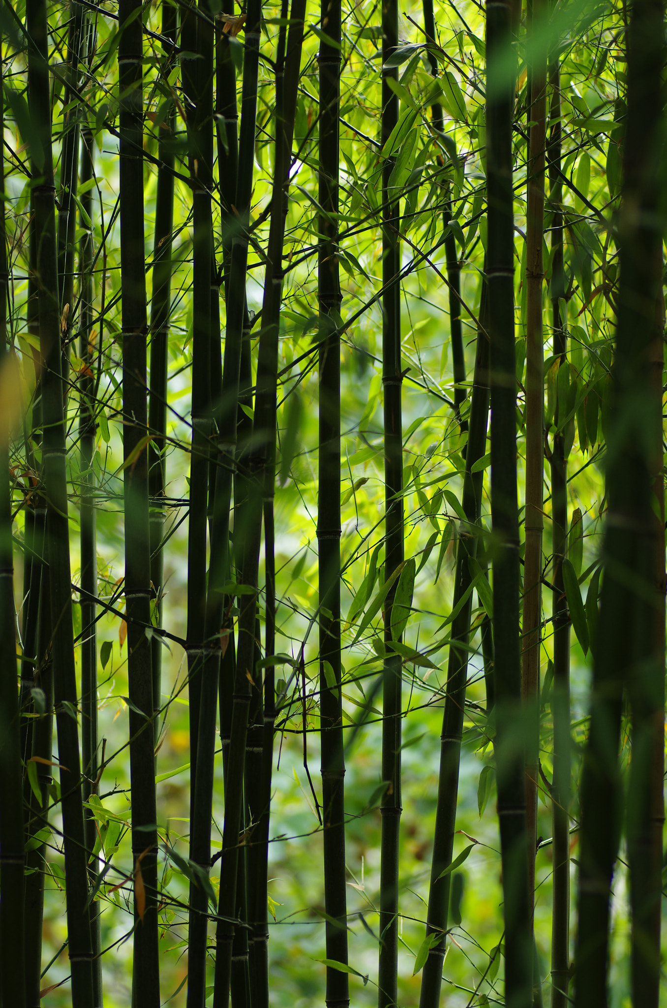 Pentax K-5 sample photo. Paris high line - bamboo photography