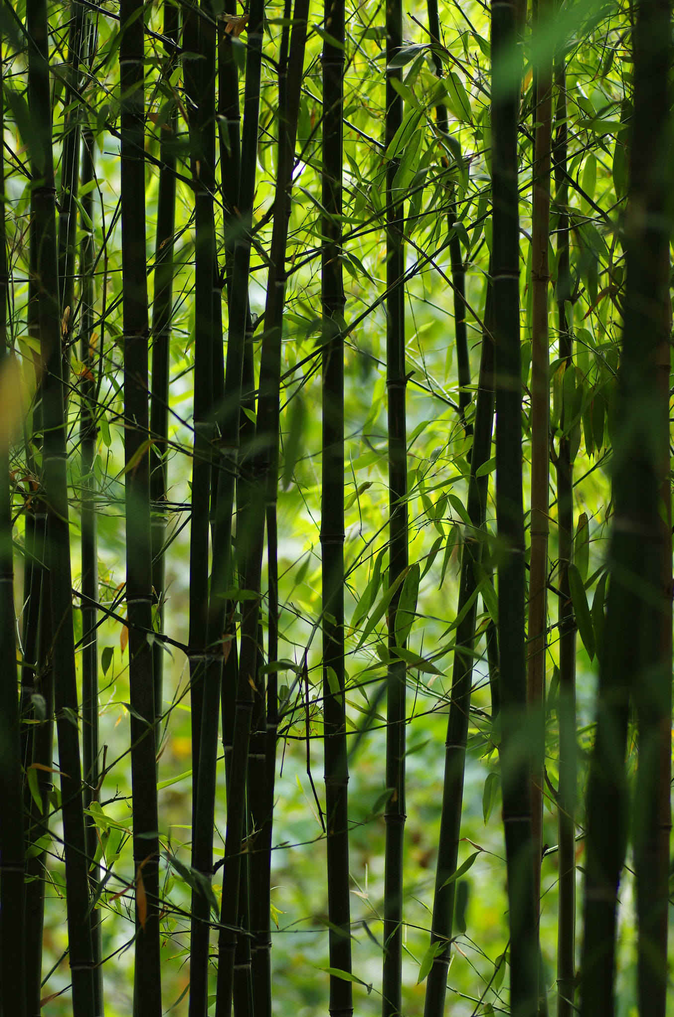 Pentax K-5 + Tamron SP AF 90mm F2.8 Di Macro sample photo. Paris high line - bamboo photography