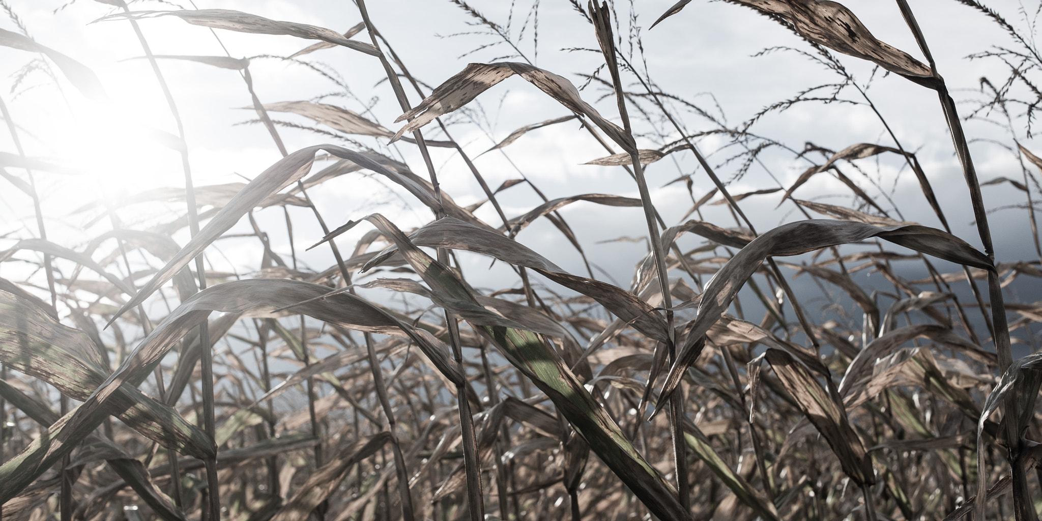 Nikon D800 + Nikon AF Nikkor 35mm F2D sample photo. The maze and the sun photography