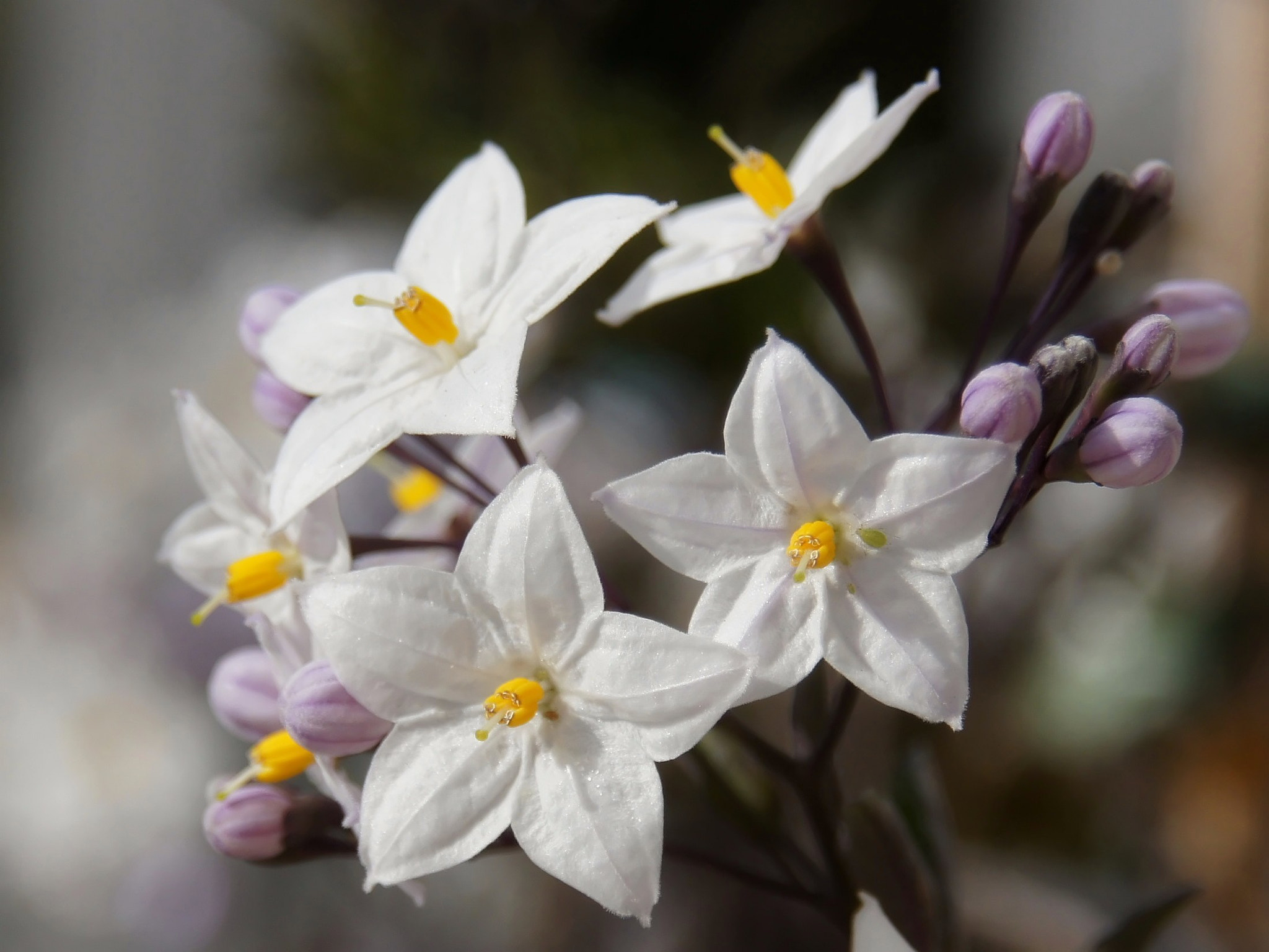 Sony Alpha DSLR-A450 sample photo. Flower photography