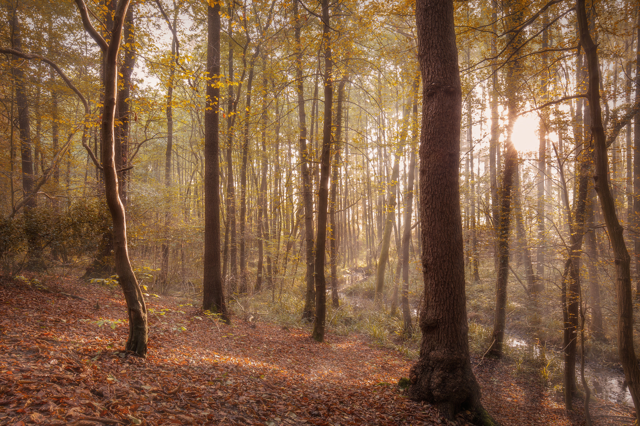 Canon EOS 6D + Canon EF 16-35mm F4L IS USM sample photo. Autumn lights photography