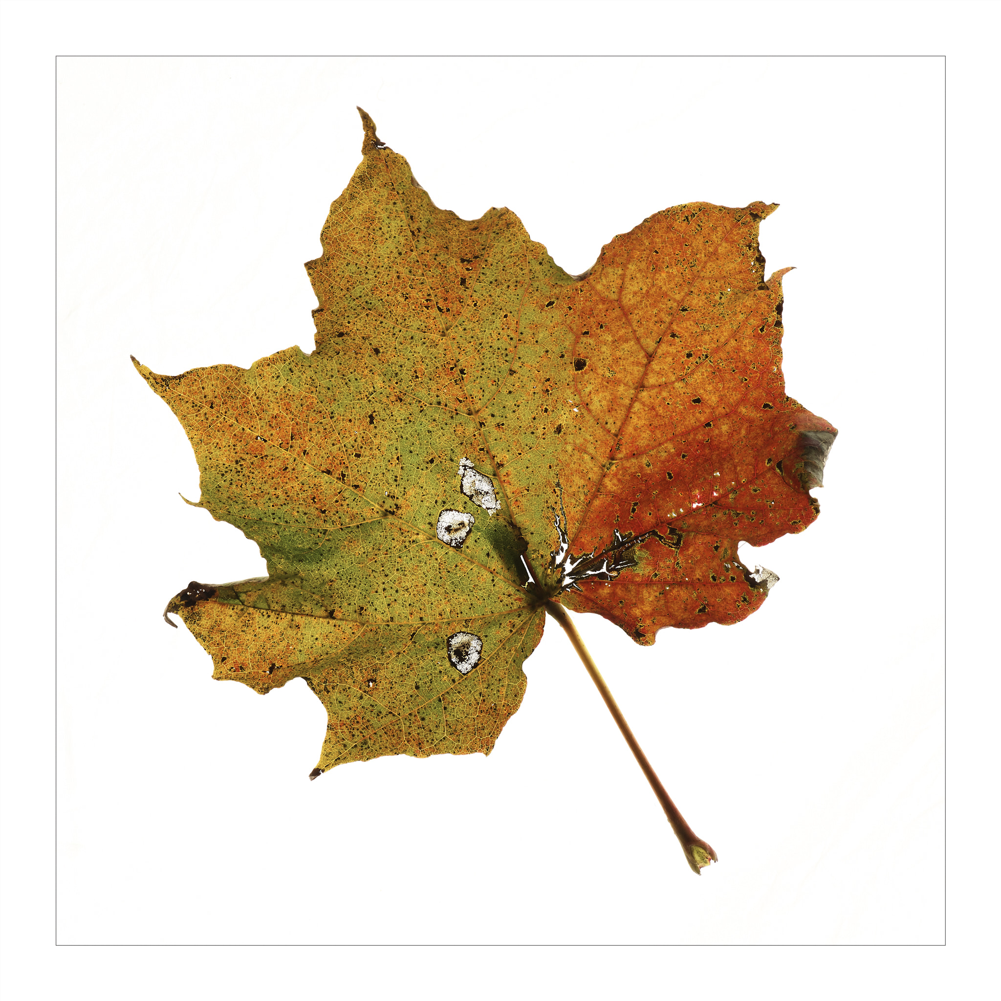 Leica S (TYP 006) sample photo. Autumn leaf photography
