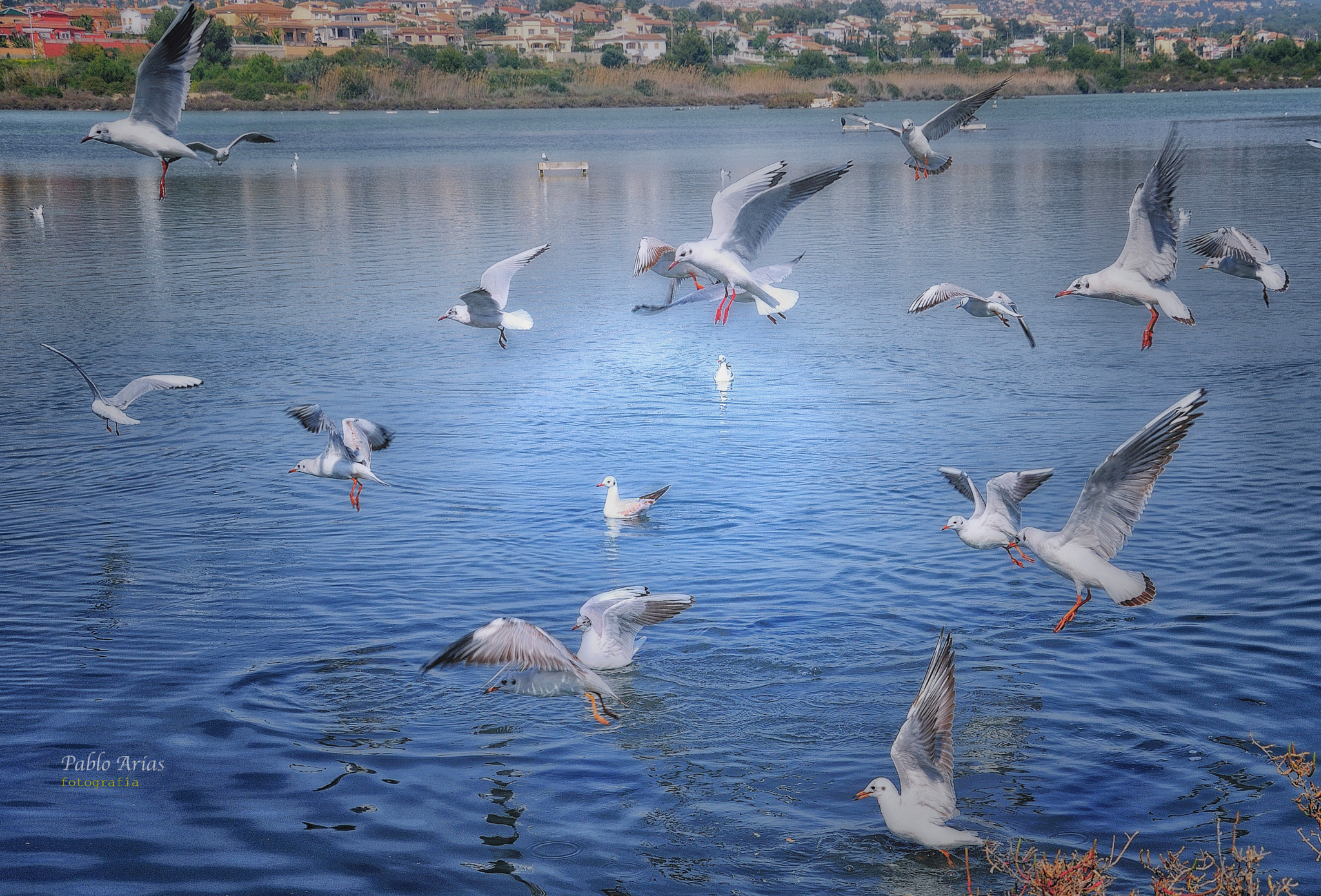 Nikon D300 sample photo. La danza de las gaviotas photography