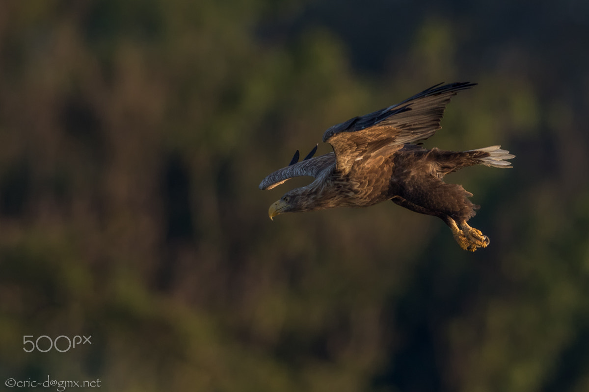 Canon EOS 7D Mark II sample photo. Bird of prey photography