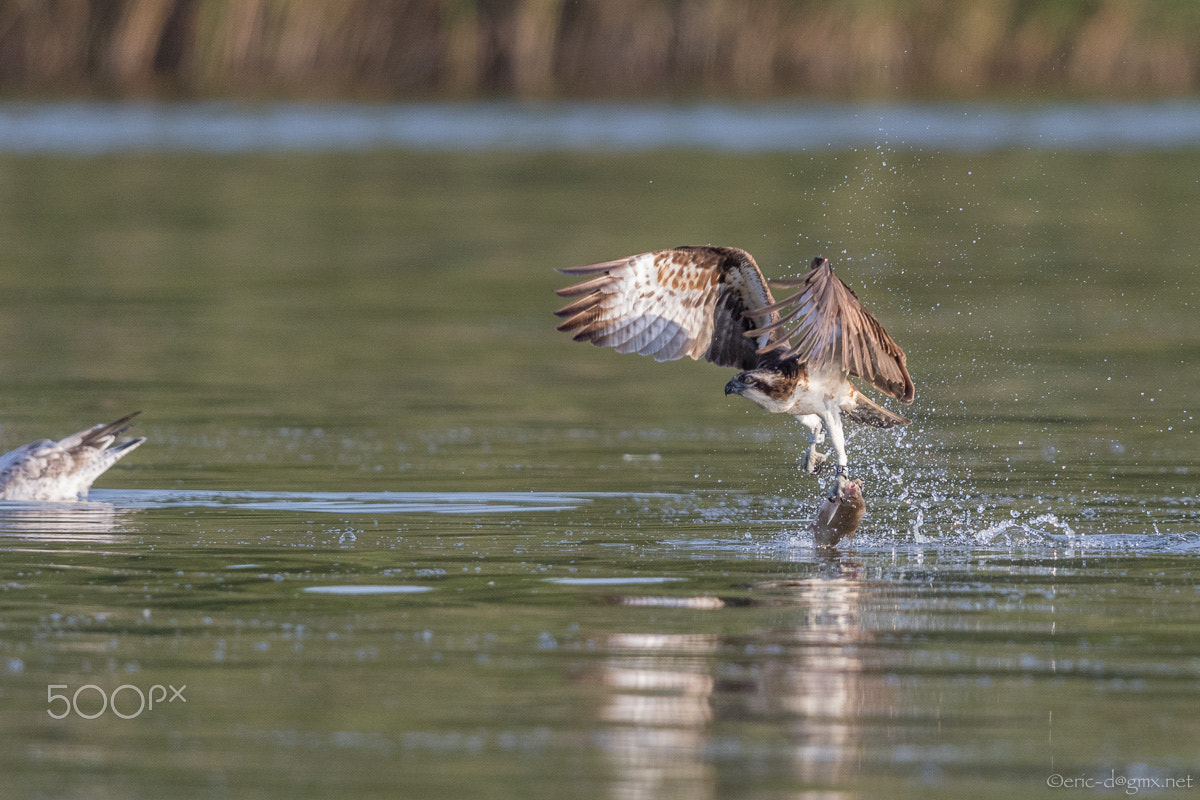 Canon EF 600mm F4L IS II USM sample photo. Bird of prey photography
