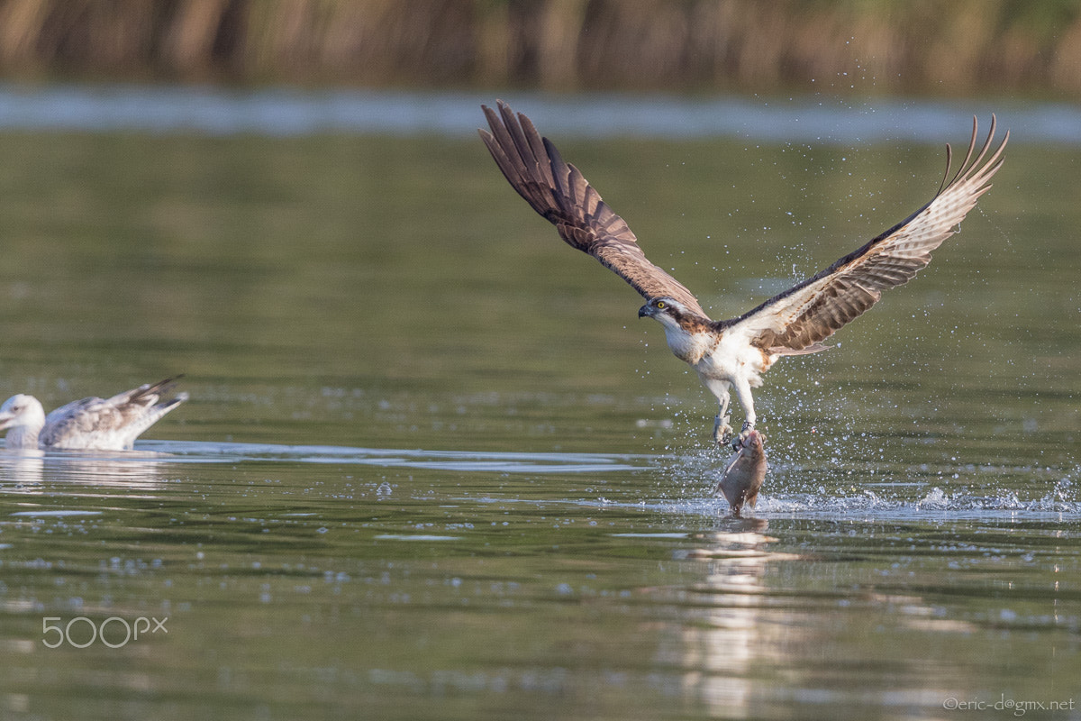 Canon EF 600mm F4L IS II USM sample photo. Bird of prey photography