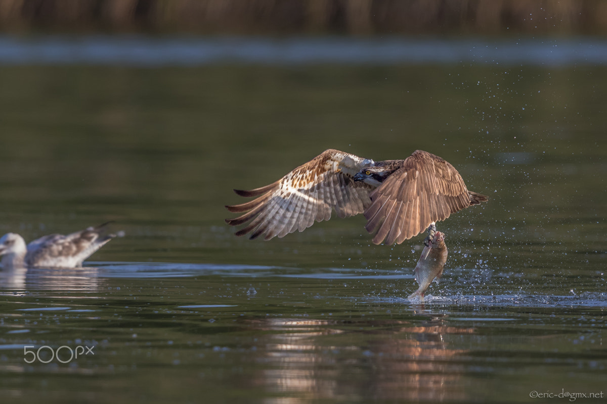 Canon EF 600mm F4L IS II USM sample photo. Bird of prey photography