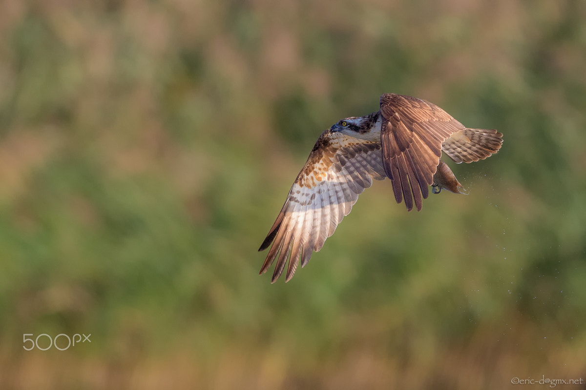 Canon EF 600mm F4L IS II USM sample photo. Bird of prey photography