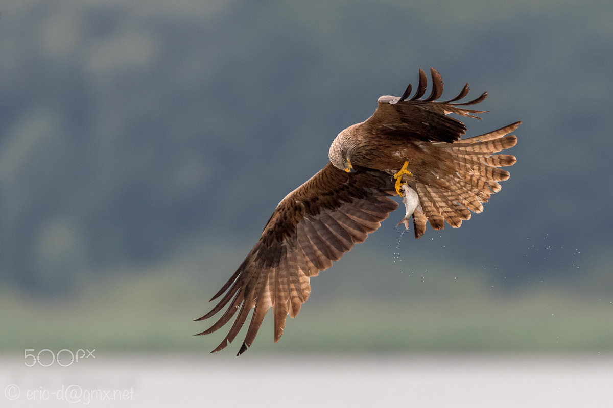 Canon EF 400mm F4 DO IS II USM sample photo. Bird of prey photography