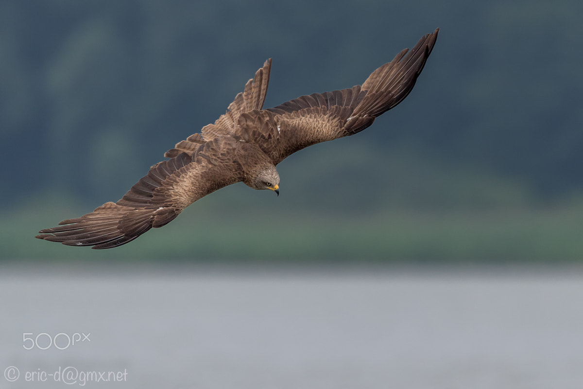 Canon EF 400mm F4 DO IS II USM sample photo. Bird of prey photography