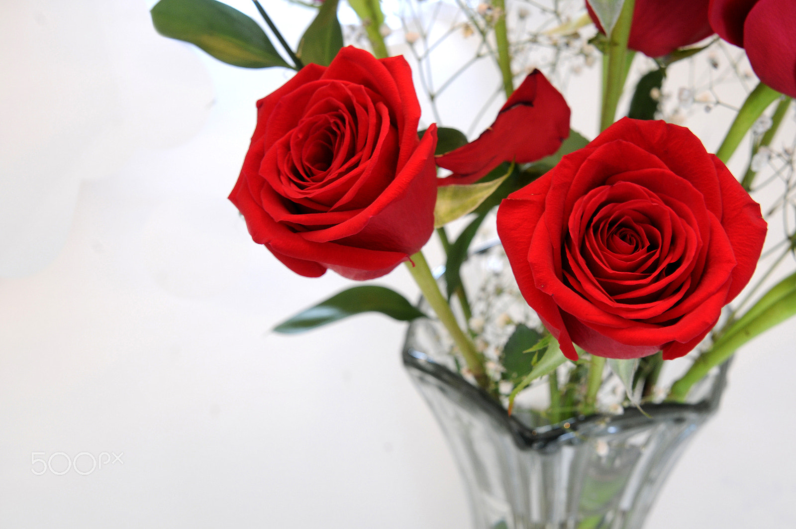 Nikon AF Nikkor 24-85mm F2.8-4D IF sample photo. Red roses photography