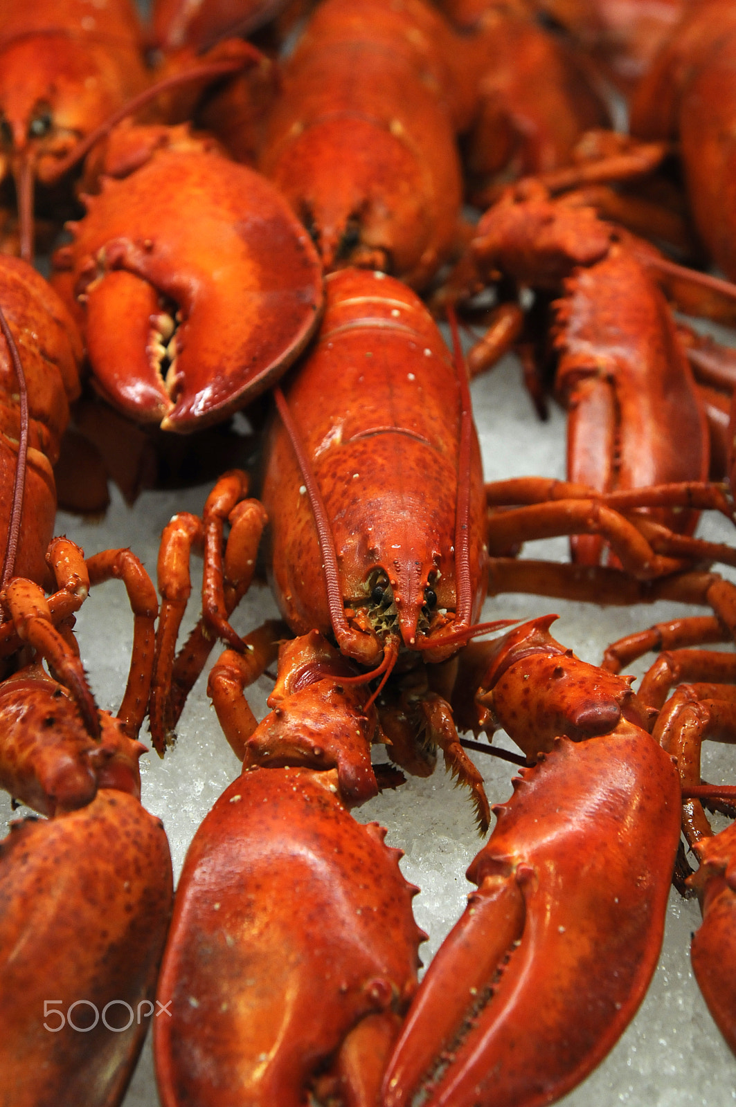 Nikon AF Nikkor 24-85mm F2.8-4D IF sample photo. Red lobster photography