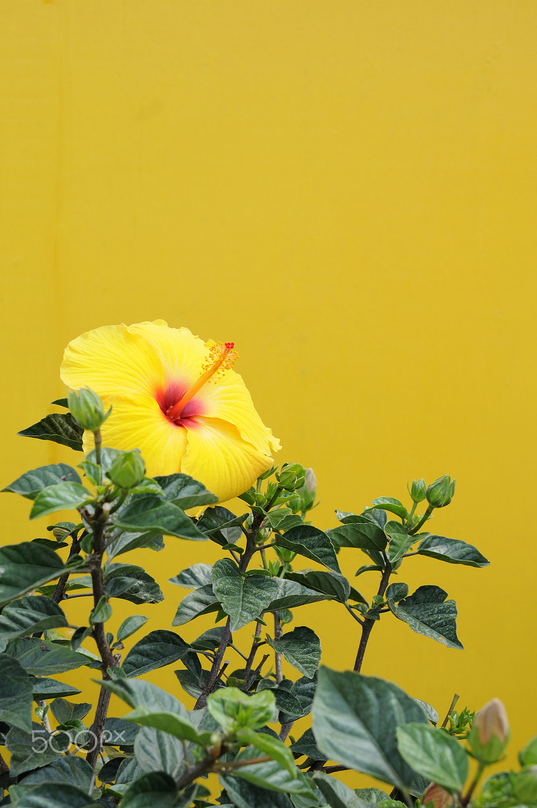 Nikon AF Nikkor 24-85mm F2.8-4D IF sample photo. Yellow flower photography