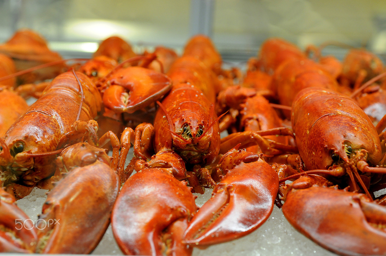 Nikon AF Nikkor 24-85mm F2.8-4D IF sample photo. Red lobster -2 photography