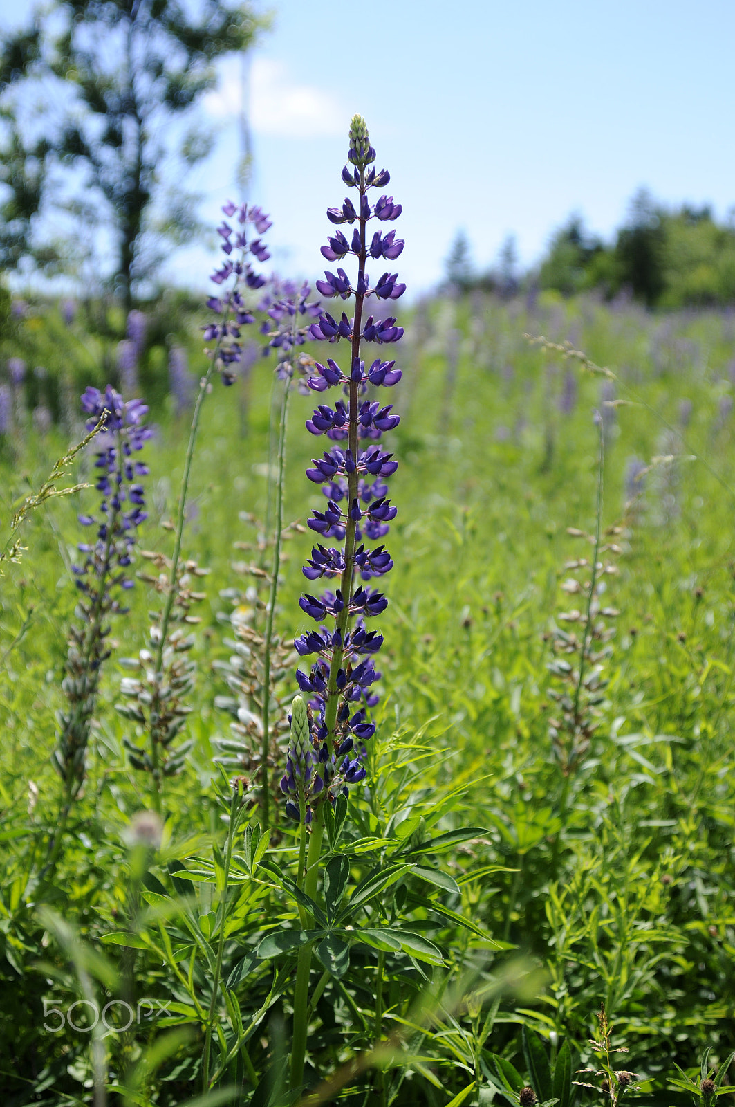 Nikon AF Nikkor 24-85mm F2.8-4D IF sample photo. A lovely lupin photography