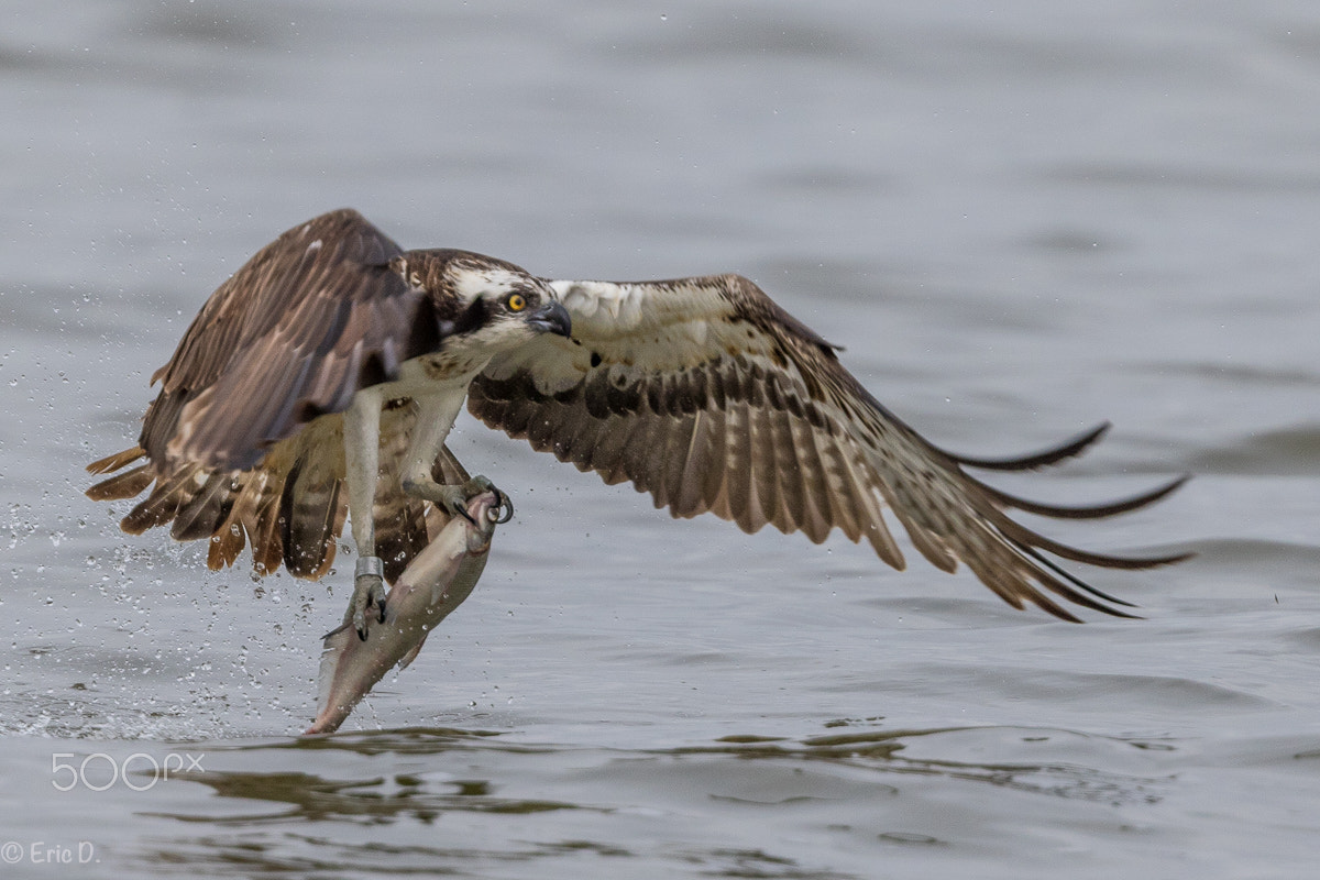 Canon EF 400mm F4 DO IS II USM sample photo. Bird of prey photography