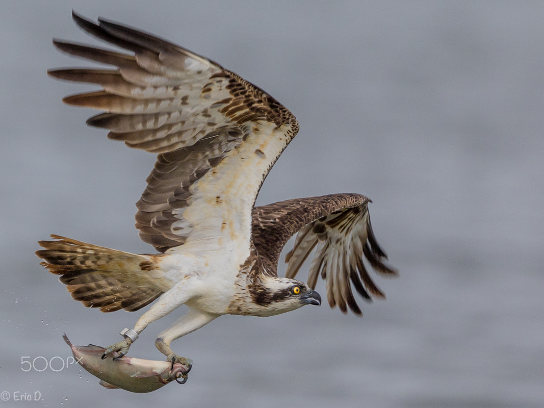 Canon EF 400mm F4 DO IS II USM sample photo. Bird of prey photography