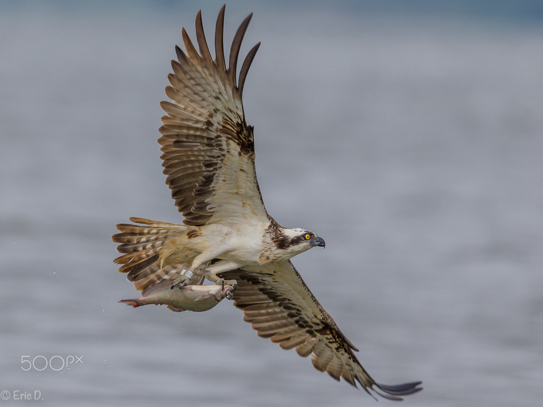 Canon EF 400mm F4 DO IS II USM sample photo. Bird of prey photography