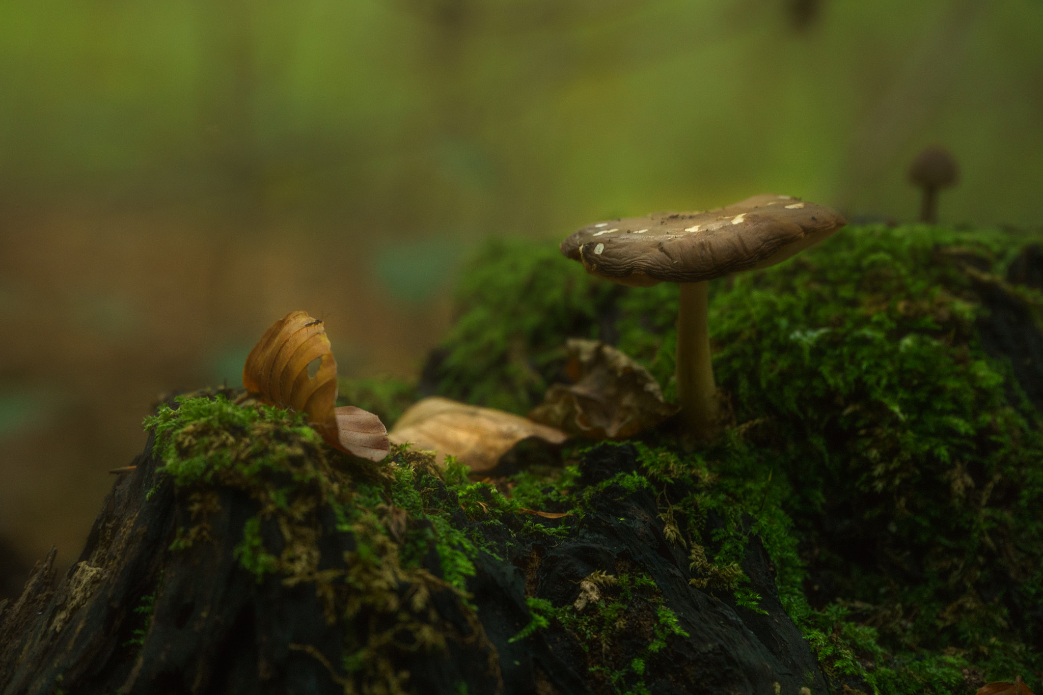 Sony a7R + Sony E PZ 18-105mm F4 G OSS sample photo. Mushroom photography