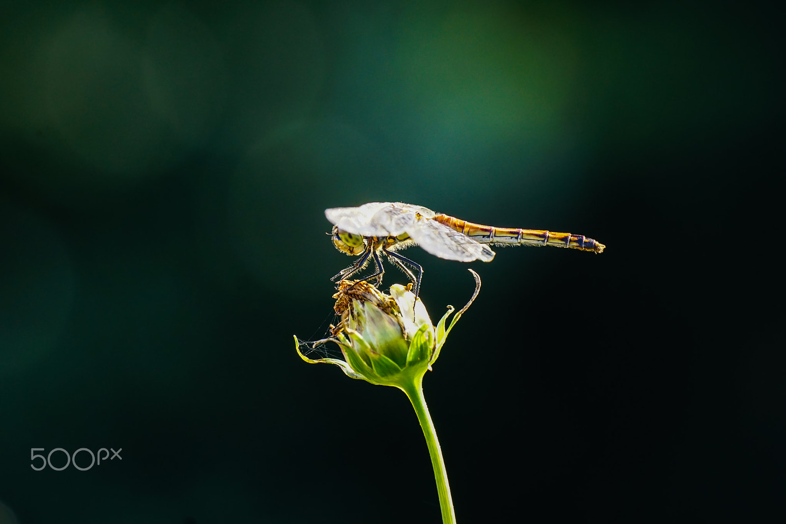 Sony ILCA-77M2 + Minolta AF 100mm F2.8 Macro [New] sample photo. Dragonfly photography