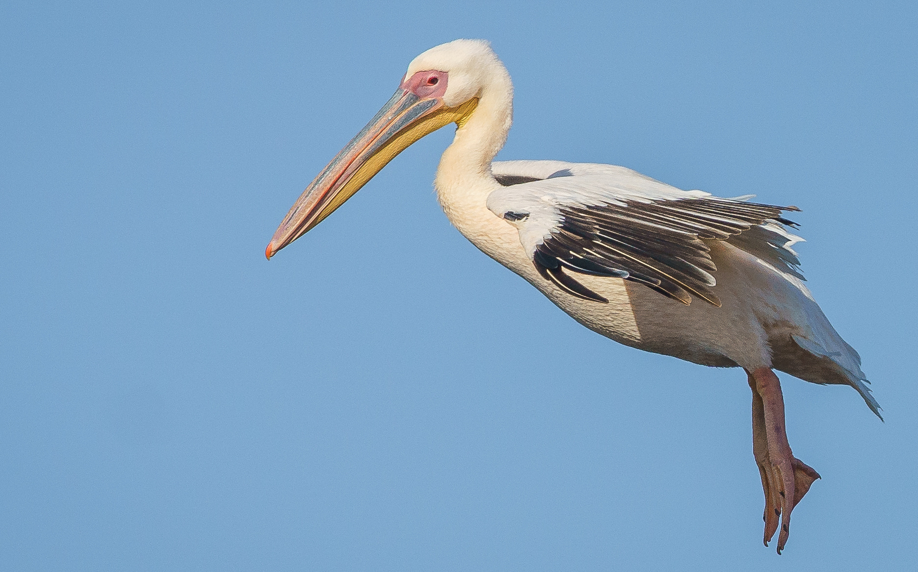 Tamron SP 150-600mm F5-6.3 Di VC USD sample photo. Pelican photography