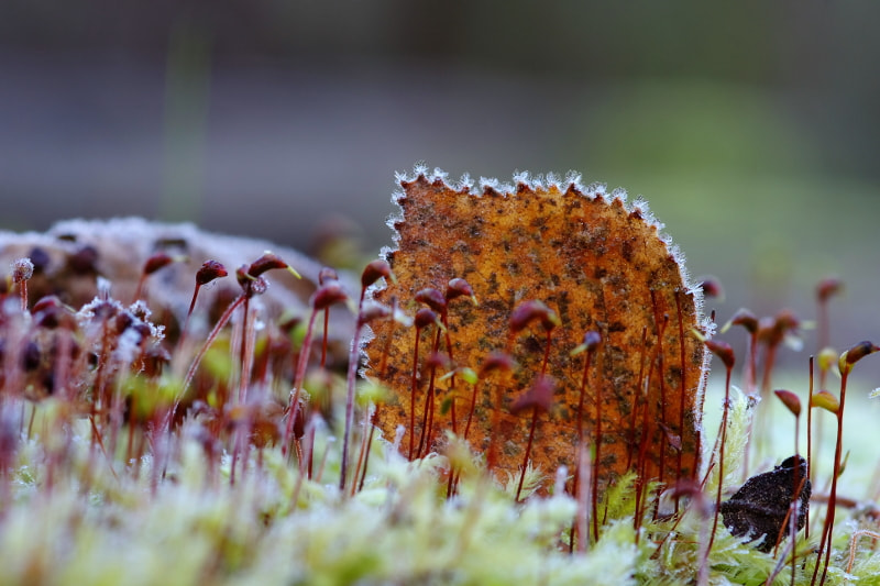 Pentax K-5 II + Sigma sample photo. Frost photography