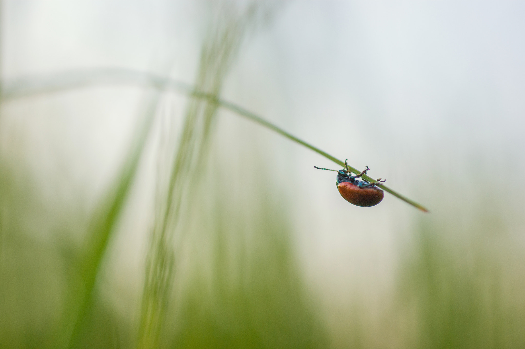 Sony Alpha DSLR-A290 + Sigma 30mm F1.4 EX DC HSM sample photo. Just hanging around photography