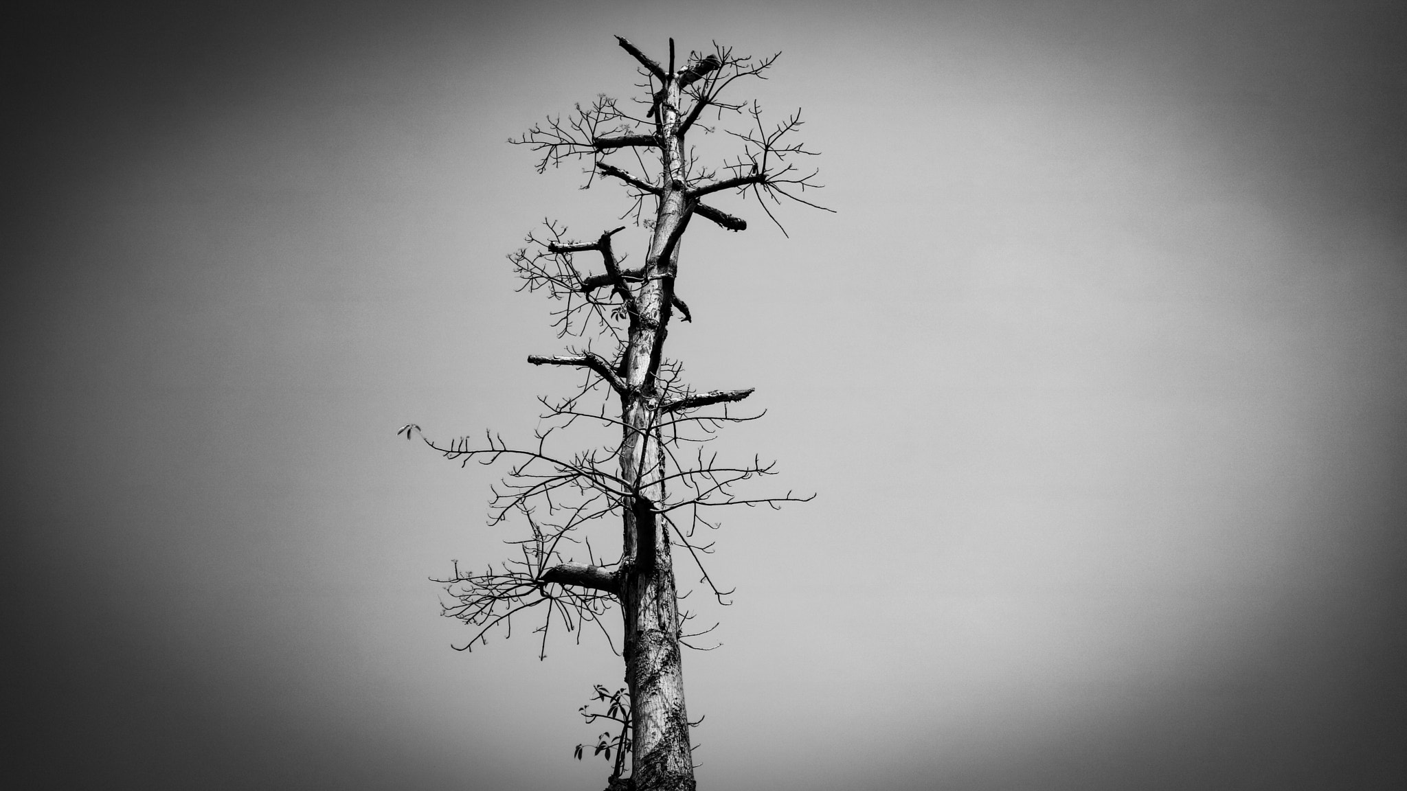 Canon EOS M3 sample photo. Lonely tree  photography