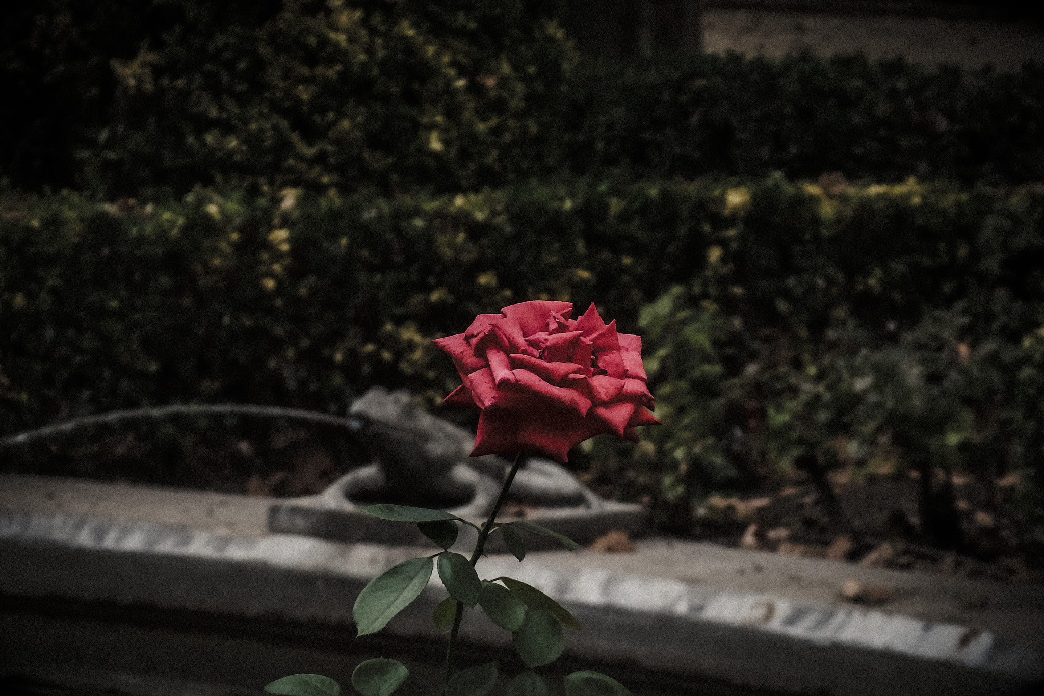 Olympus SH-50 sample photo. Rosa de otoño photography