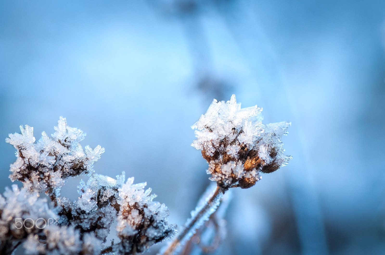 Nikon D300 sample photo. Ice flower photography