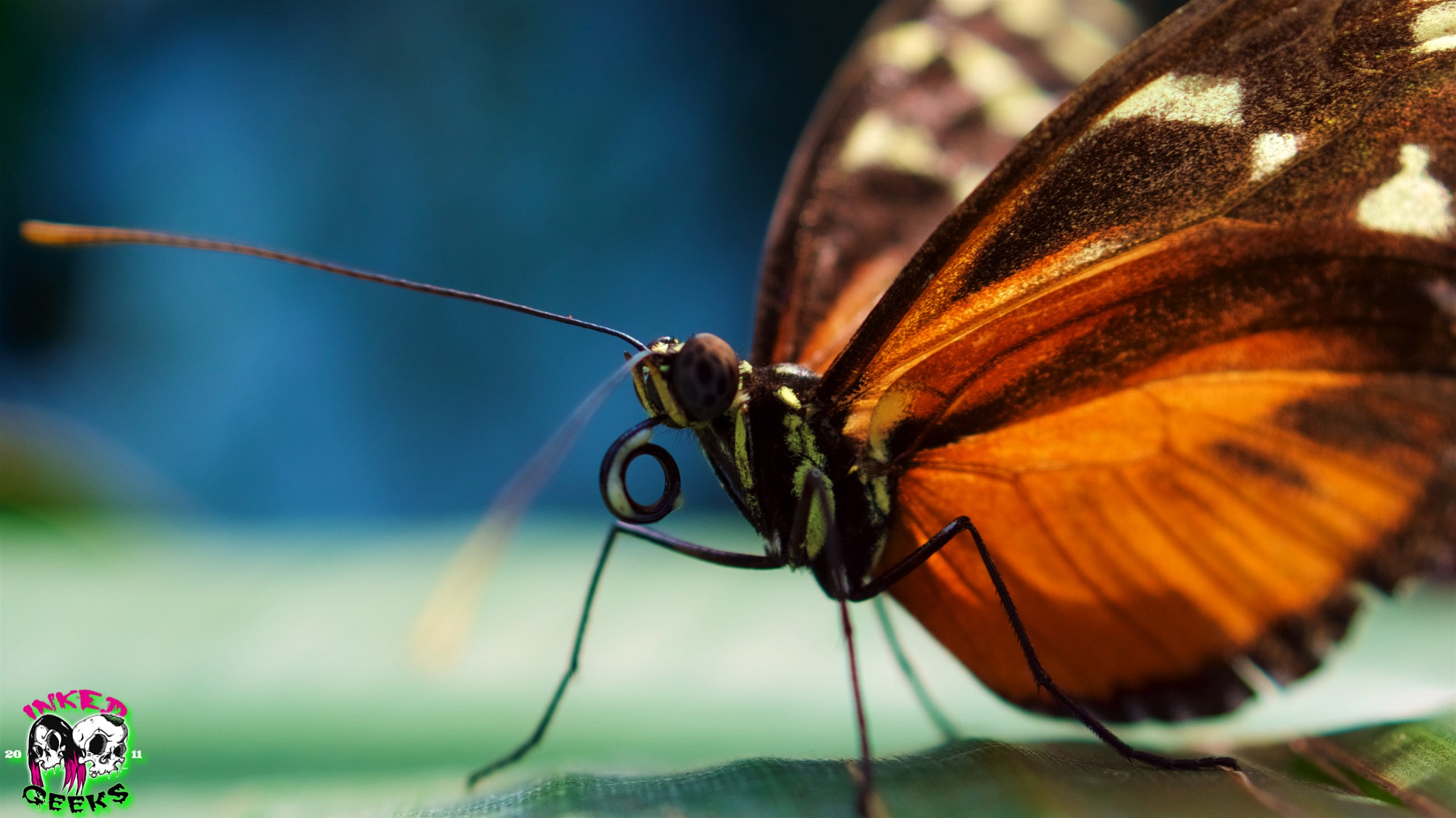 Sony SLT-A68 + Sony DT 30mm F2.8 Macro SAM sample photo. Butterfly photography