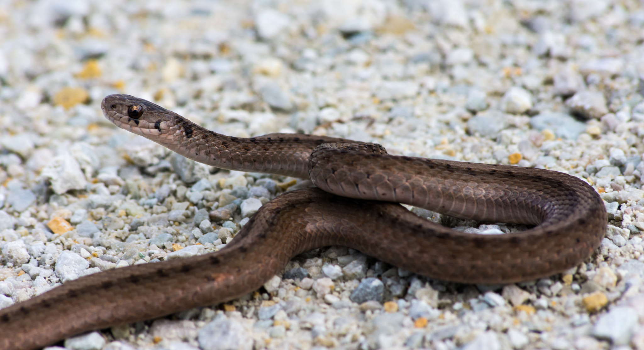 Sigma 70-300mm F4-5.6 APO DG Macro sample photo. Rat snake photography