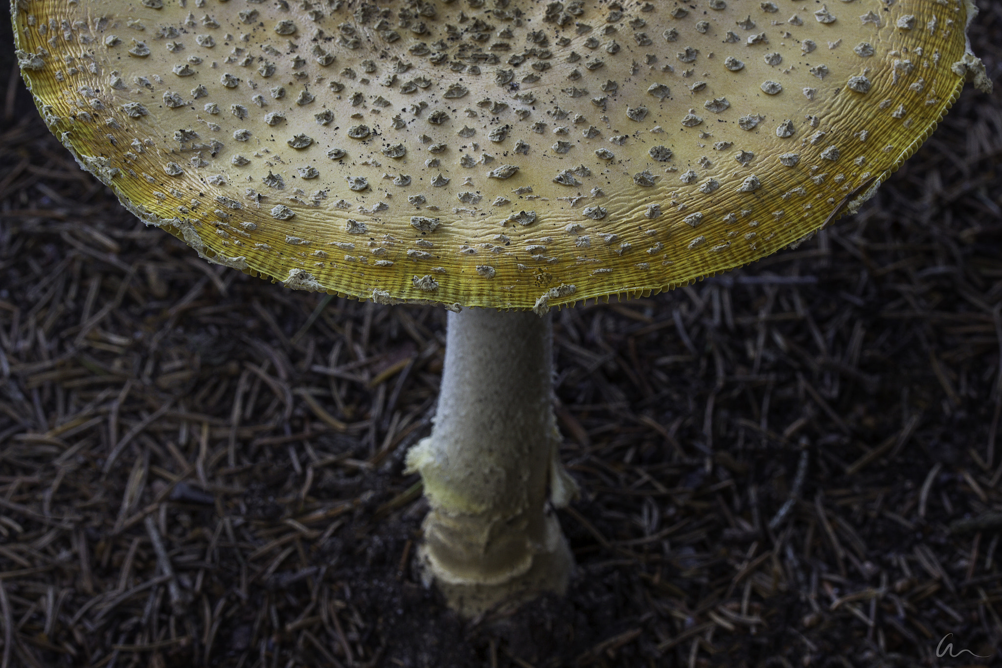 Canon EF-S 60mm F2.8 Macro USM sample photo. Yellow sun photography