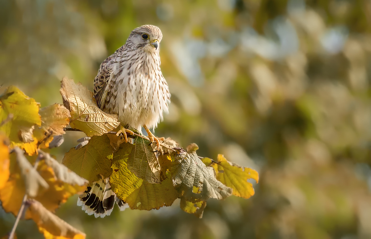 150-600mm F5-6.3 DG OS HSM | Contemporary 015 sample photo. Lesser kestrel (falco naumanni) photography