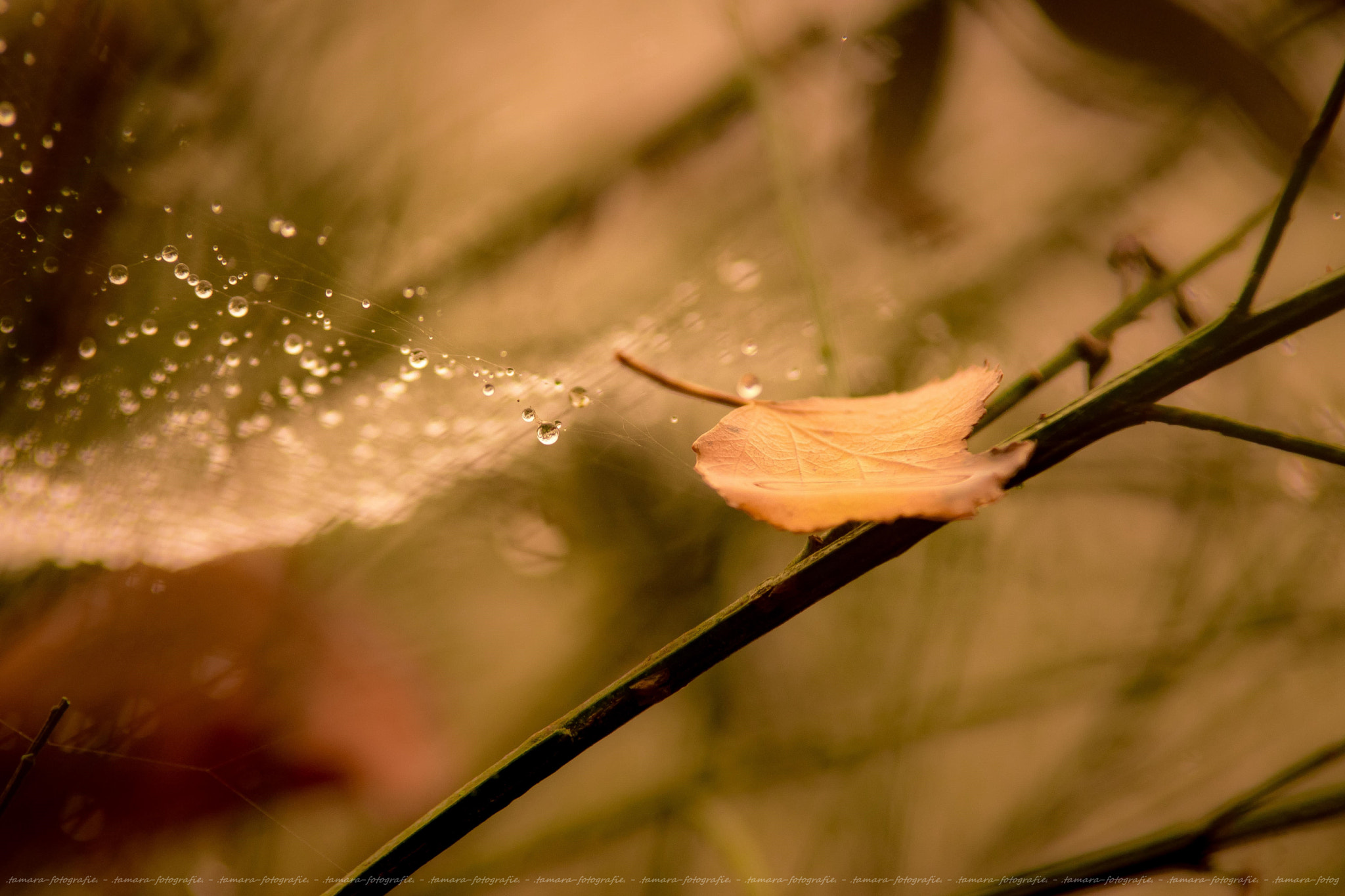 Tamron SP AF 70-200mm F2.8 Di LD (IF) MACRO sample photo. ... photography