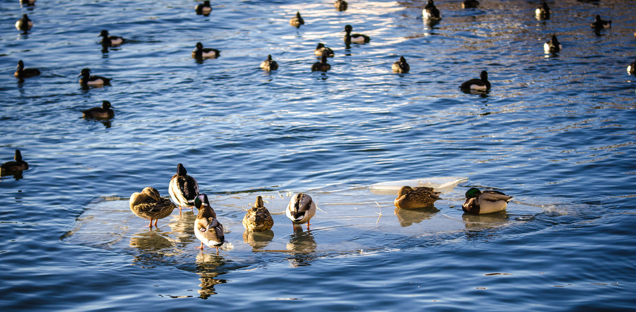 Sigma 70-200mm F2.8 EX DG OS HSM sample photo. Walking on water photography