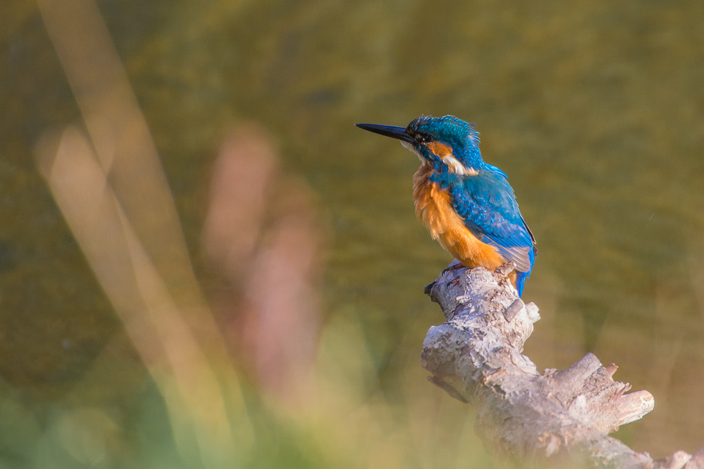 Nikon D7100 + Sigma 50-500mm F4.5-6.3 DG OS HSM sample photo. Kingfisher photography