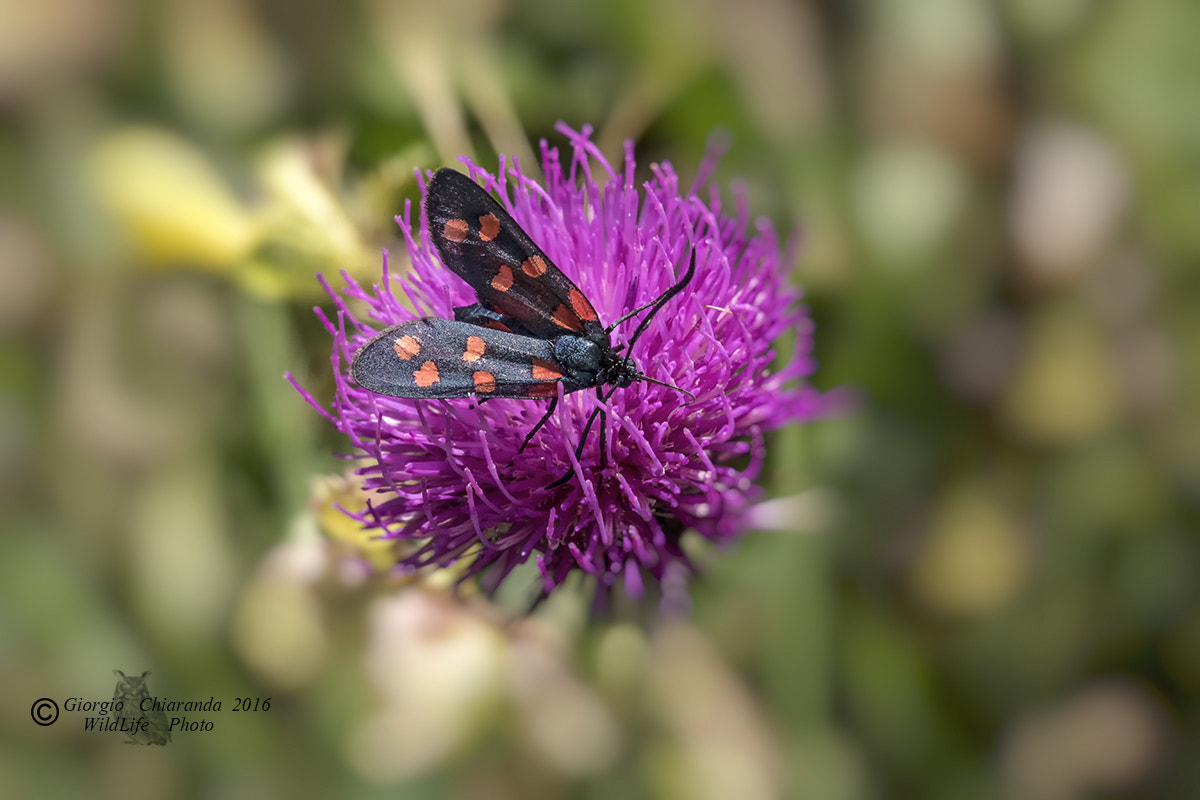Sigma APO Macro 150mm f/2.8 EX DG HSM sample photo. Zygaena lonicerae jocelyne photography