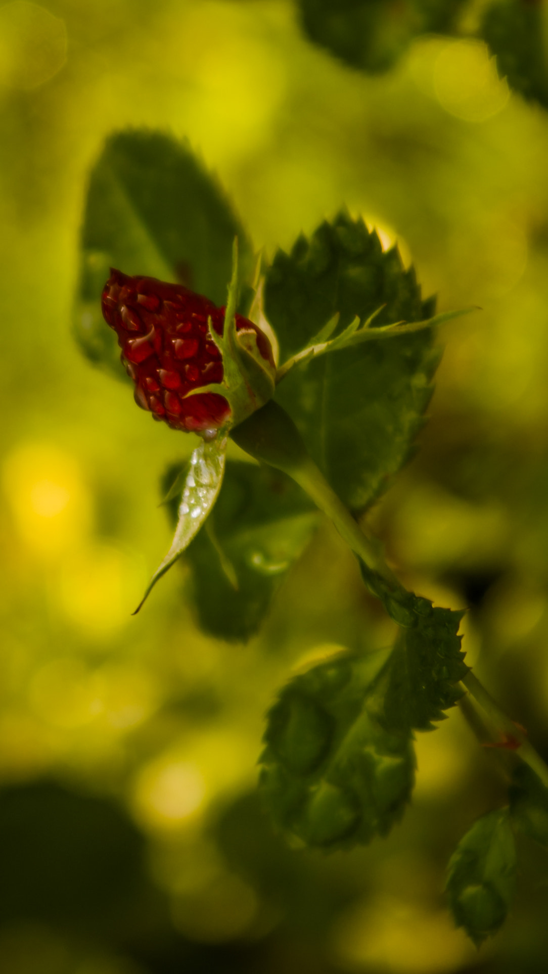 Nikon D50 sample photo. Raspberry photography