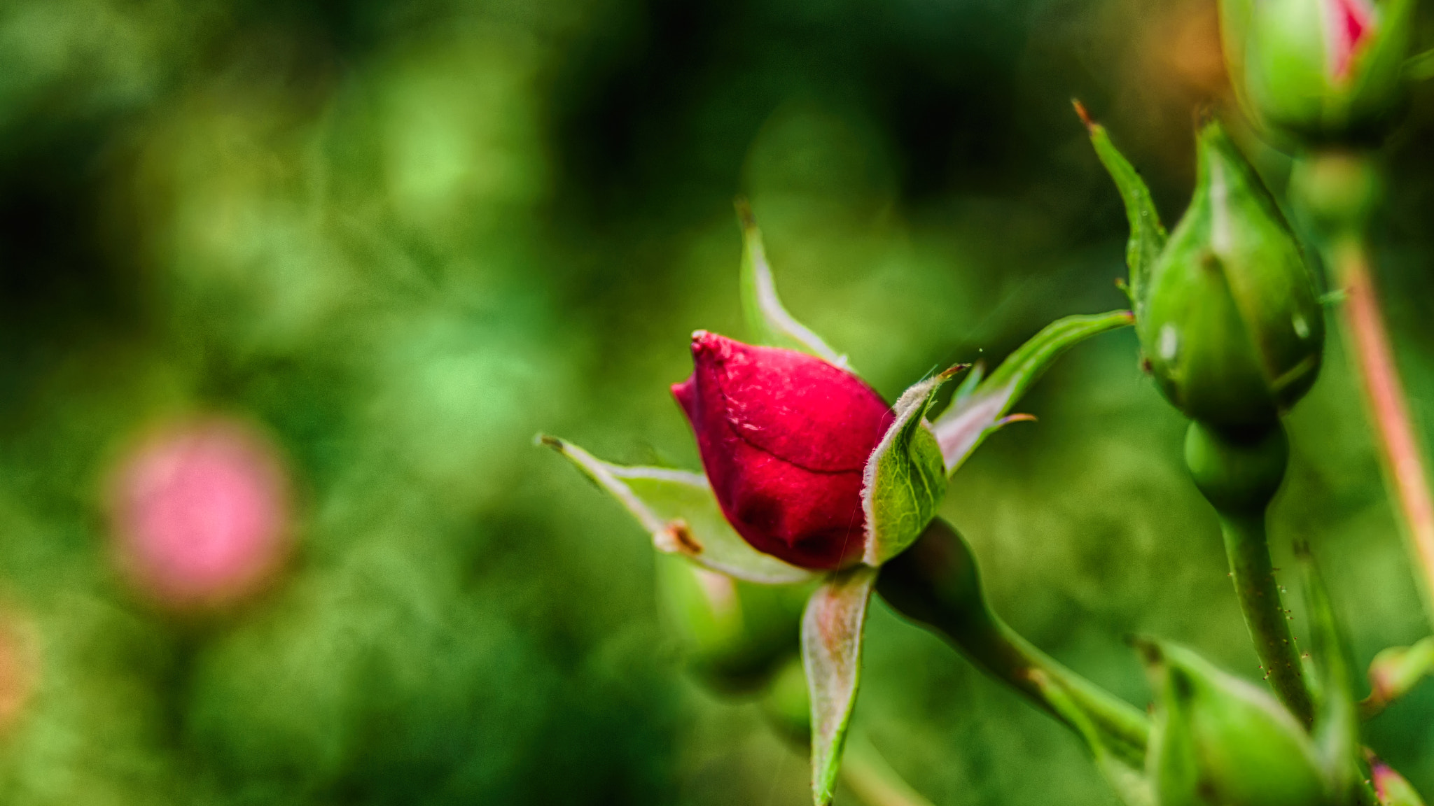 Sony SLT-A58 sample photo. Blurred rose photography