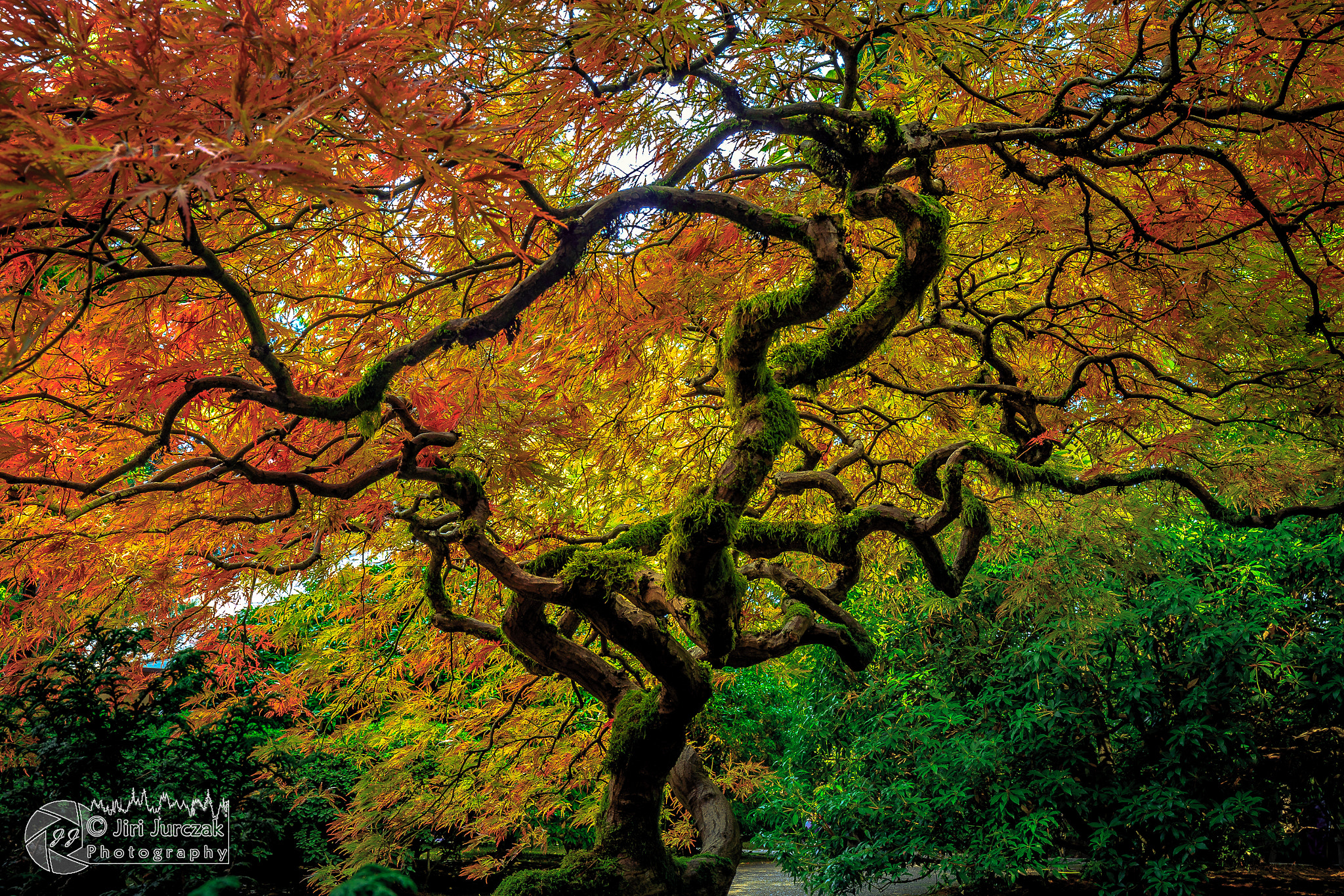 Canon EF 16-35mm F4L IS USM sample photo. Tricolor photography