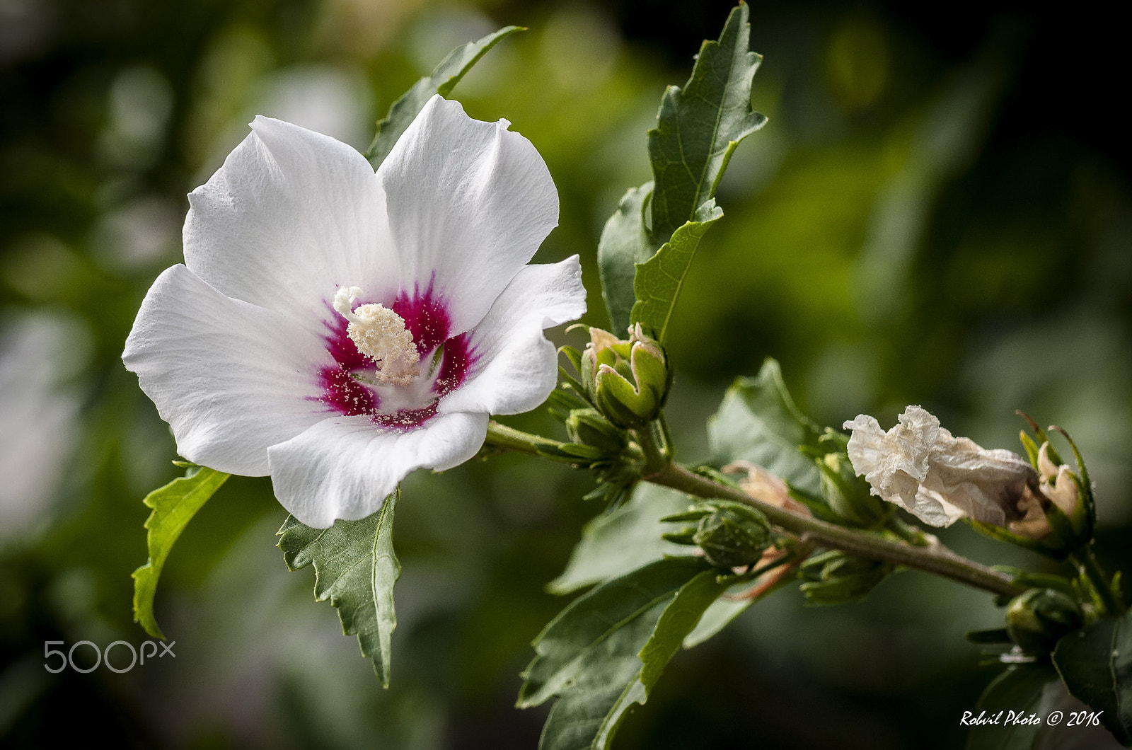 Nikon AF-S Nikkor 70-200mm F4G ED VR sample photo. White flower photography