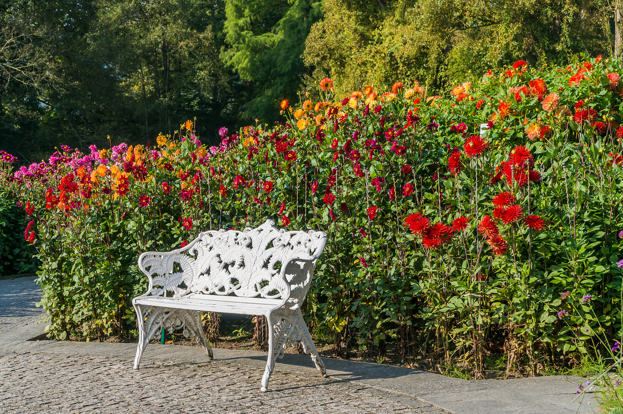 Sony Alpha NEX-6 + Sony E PZ 18-105mm F4 G OSS sample photo. Bel automne iii photography