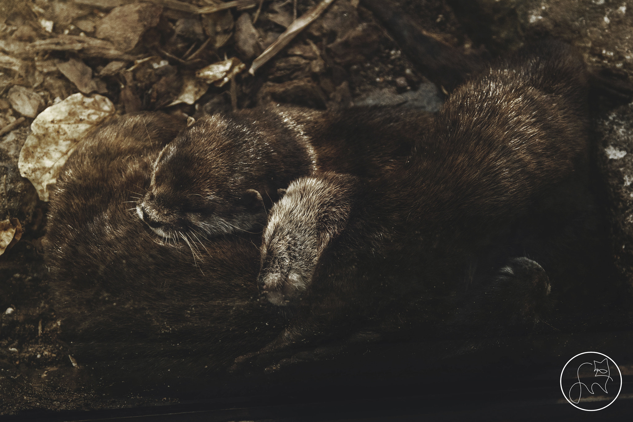 Canon EOS 500D (EOS Rebel T1i / EOS Kiss X3) + Canon EF 24-105mm F4L IS USM sample photo. Little otters photography