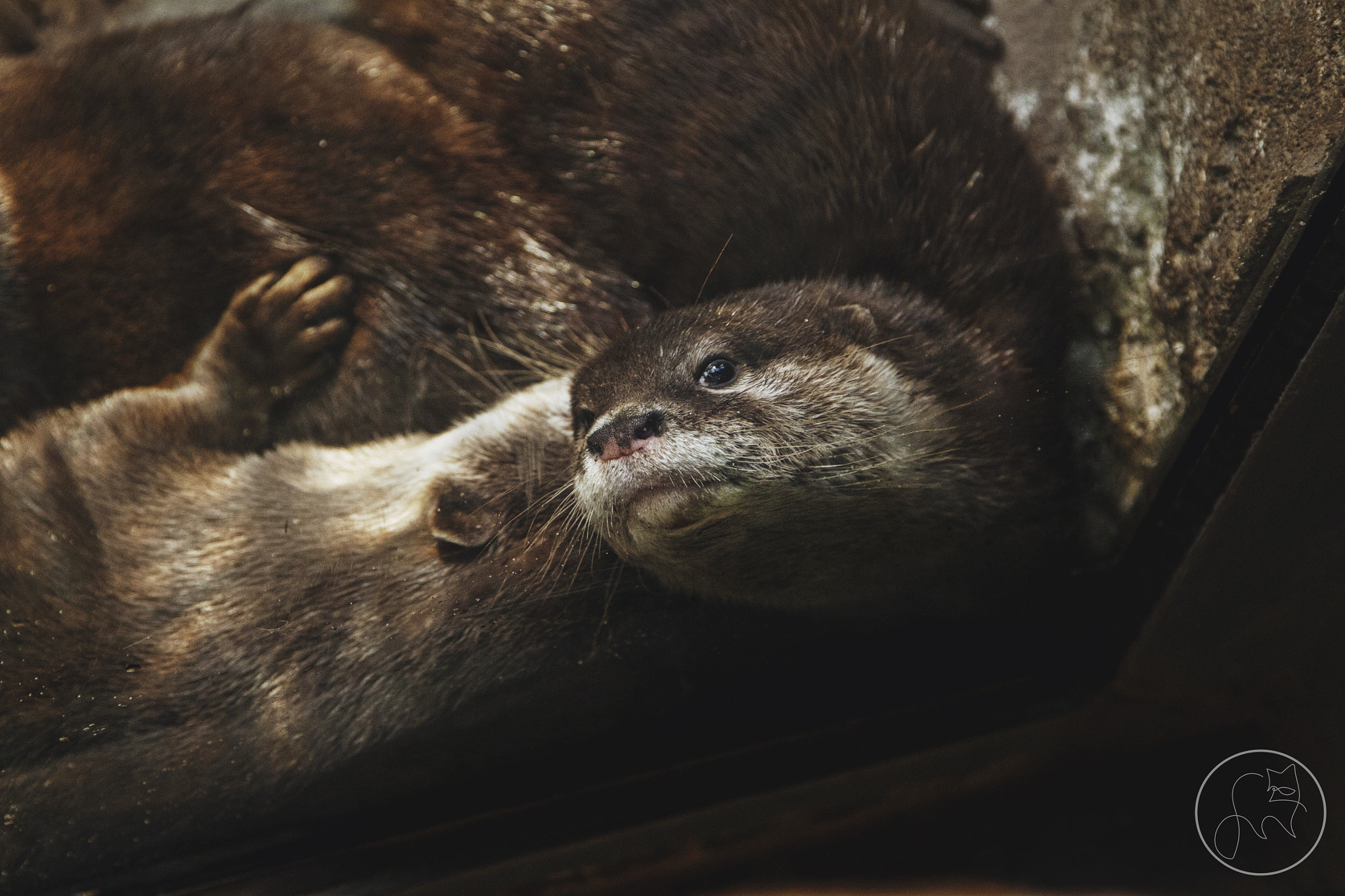Canon EOS 500D (EOS Rebel T1i / EOS Kiss X3) + Canon EF 24-105mm F4L IS USM sample photo. Little otters photography