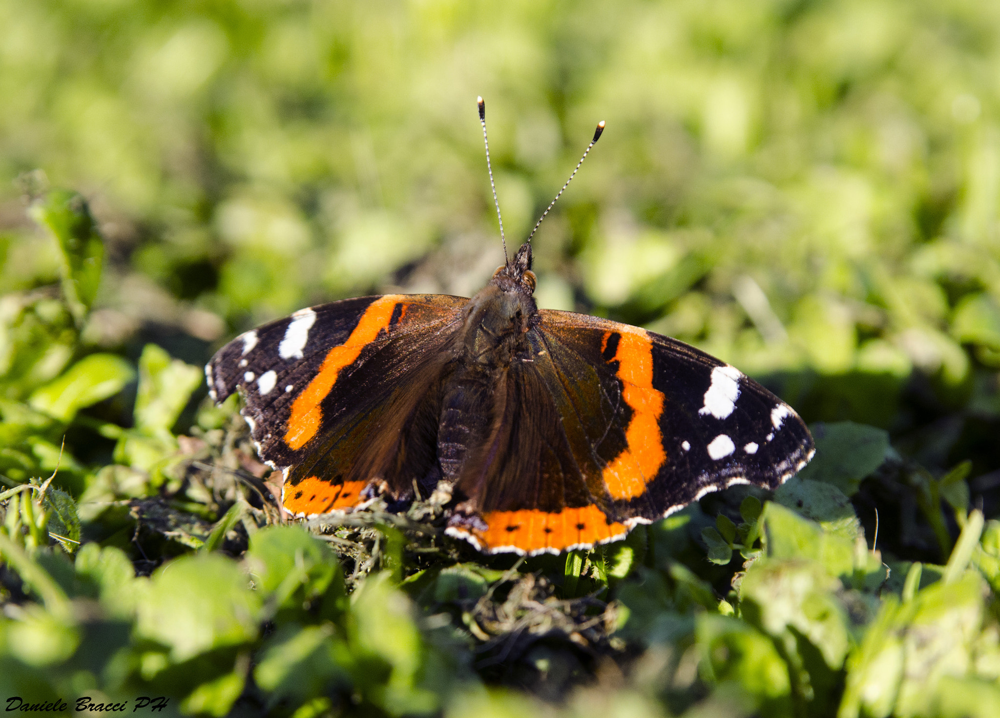 Sigma 28-200mm F3.5-5.6 Compact Aspherical Hyperzoom Macro sample photo. Vanessa atalanta photography