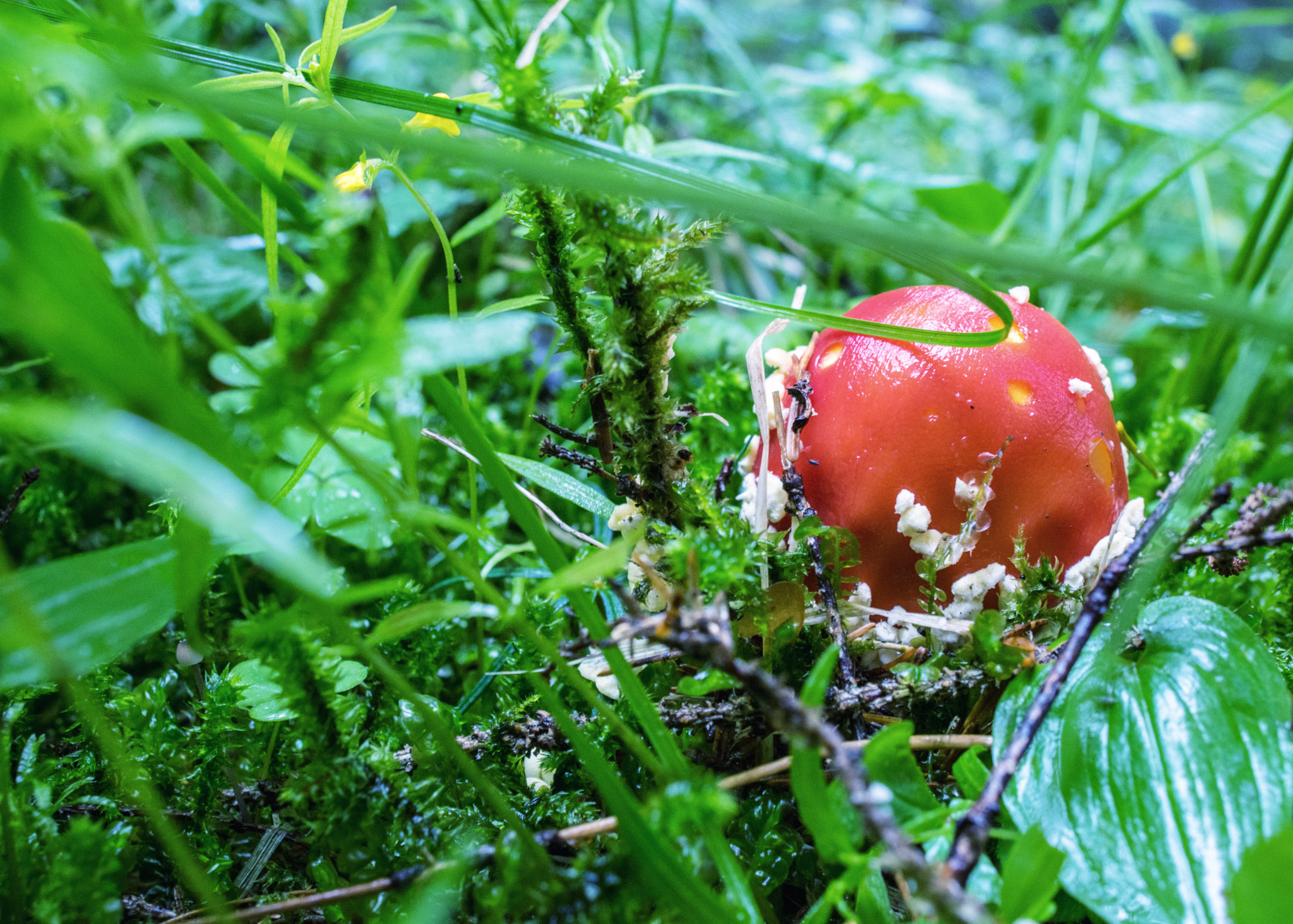 Nikon D5300 + Nikon AF-S Nikkor 24mm F1.4G ED sample photo. Red toadstool in the forest photography