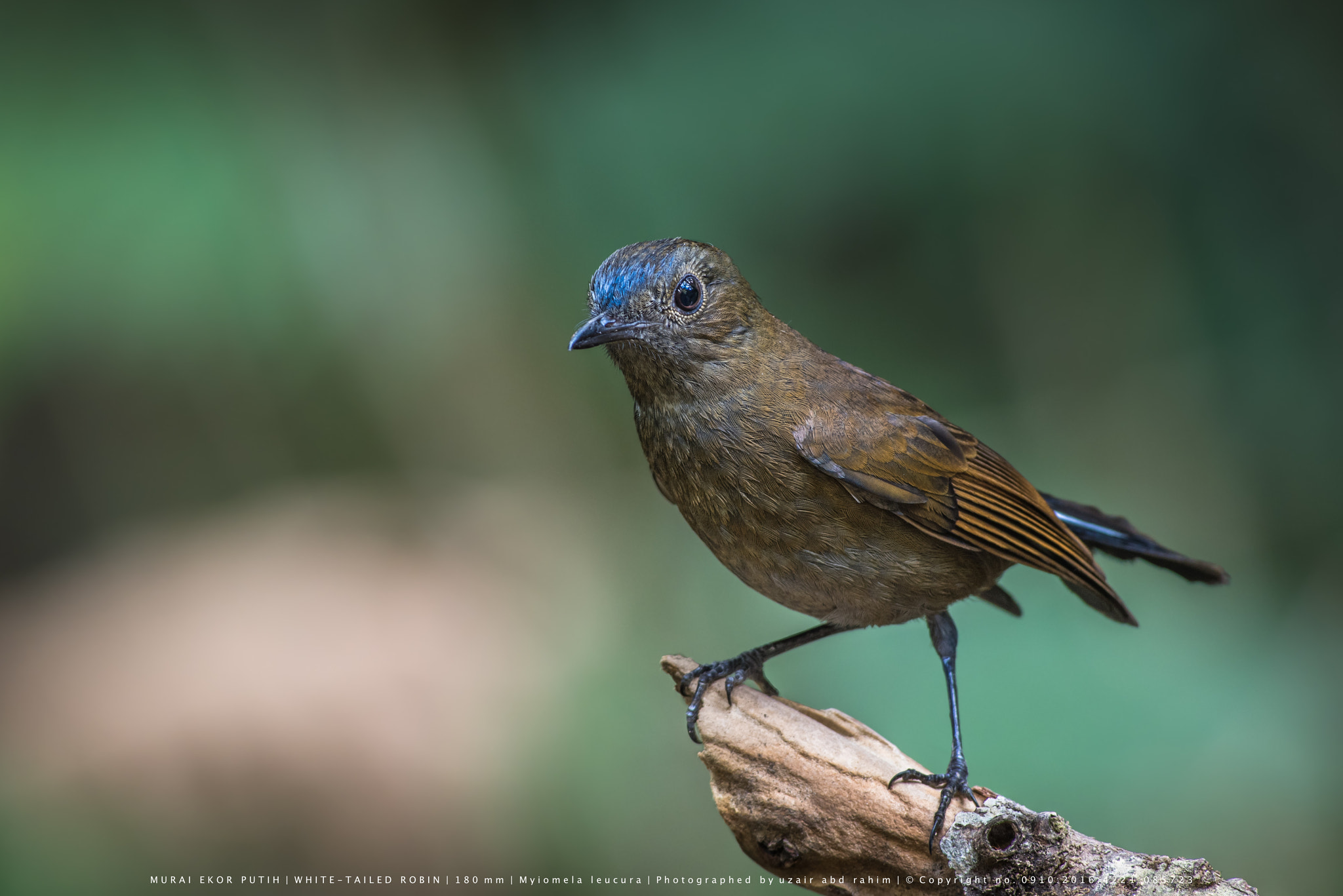 Nikon AF-S Nikkor 300mm F2.8G ED VR II sample photo. White-tailed robin (female) photography